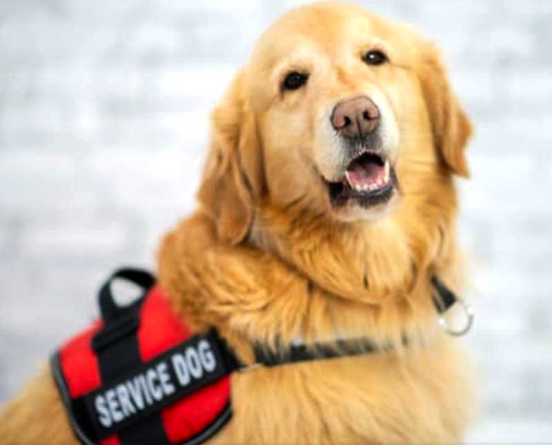 A service dog wearing its harness